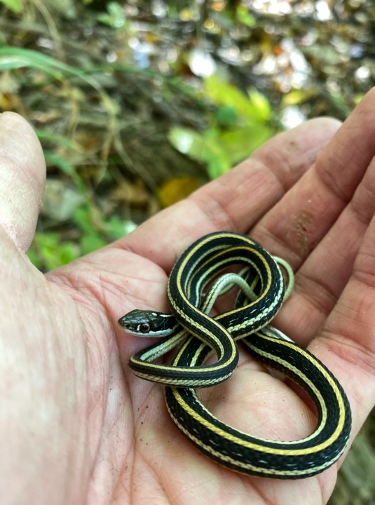 Western Ribbon Snake